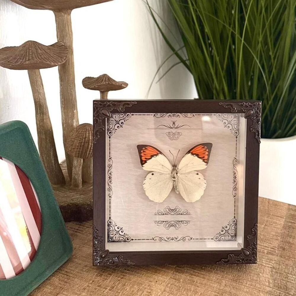 Picture framed Great Orange Tip butterfly taxidermy shadow box Dark Brown Gothic